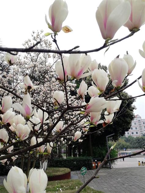 玉蘭樹風水|【玉蘭花樹風水】揭開玉蘭花樹風水奧秘：種植禁忌與。